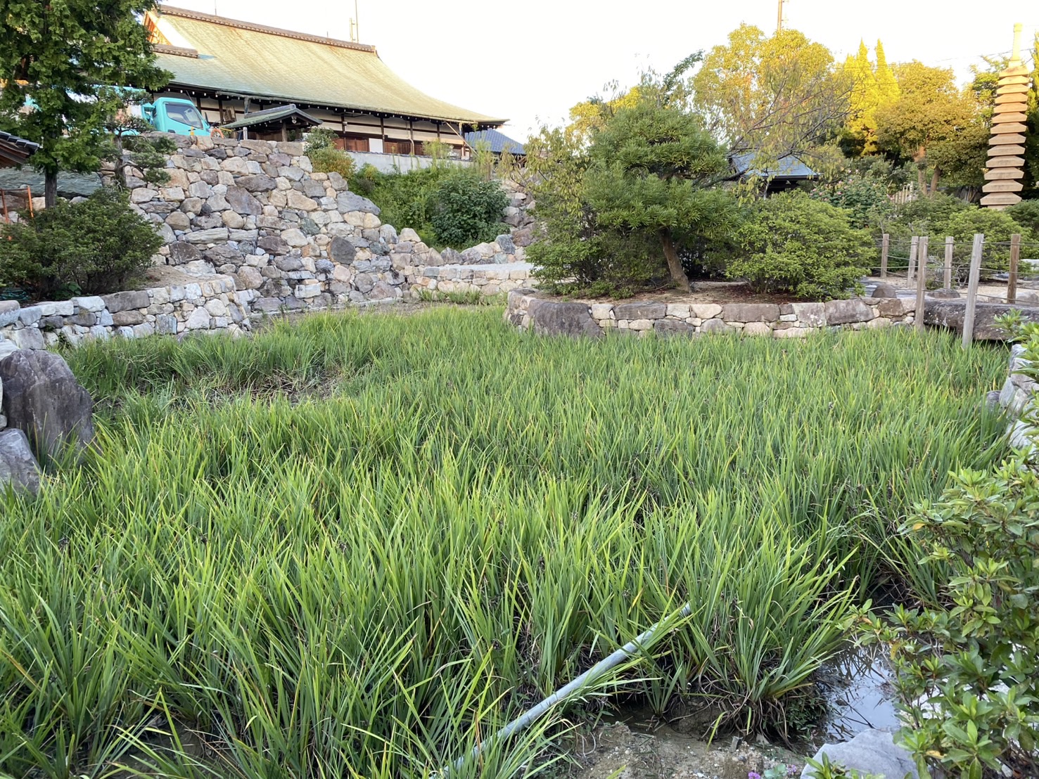 整備される境内とカキツバタ