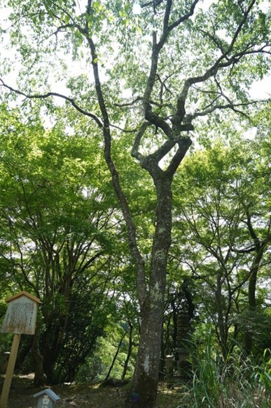木造西行上人坐像・西行桜・鏡石