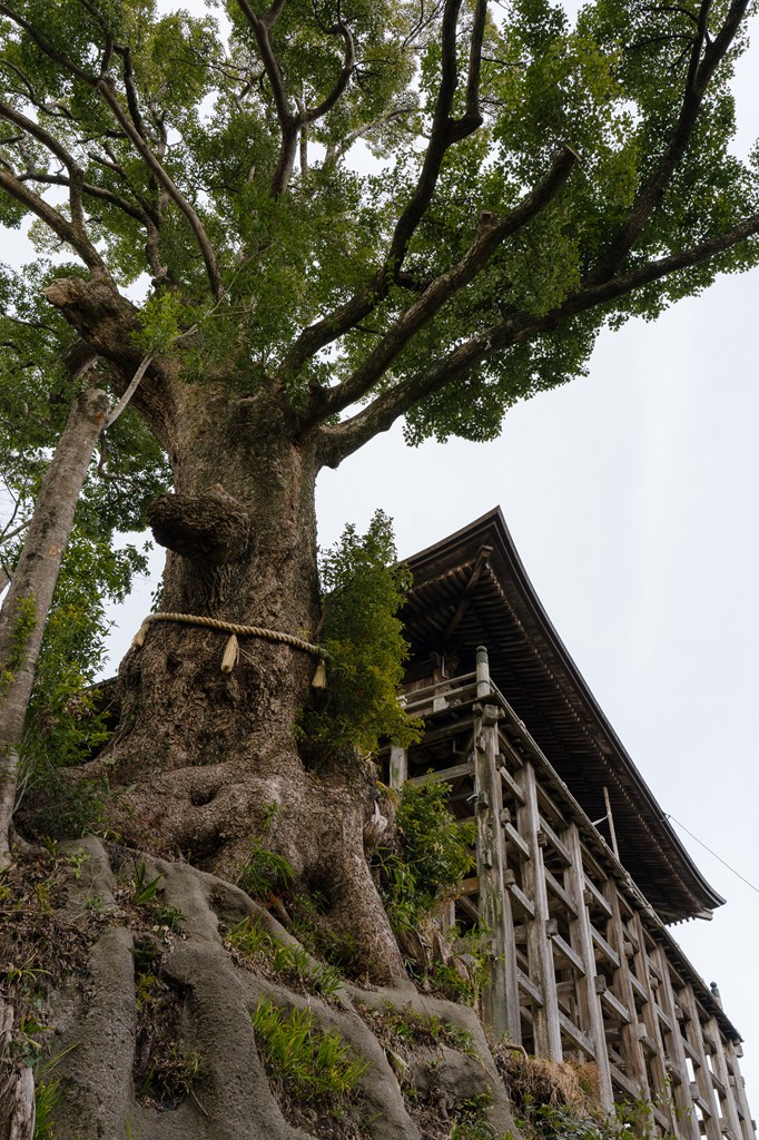 笠森寺自然林（国指定天然記念物）