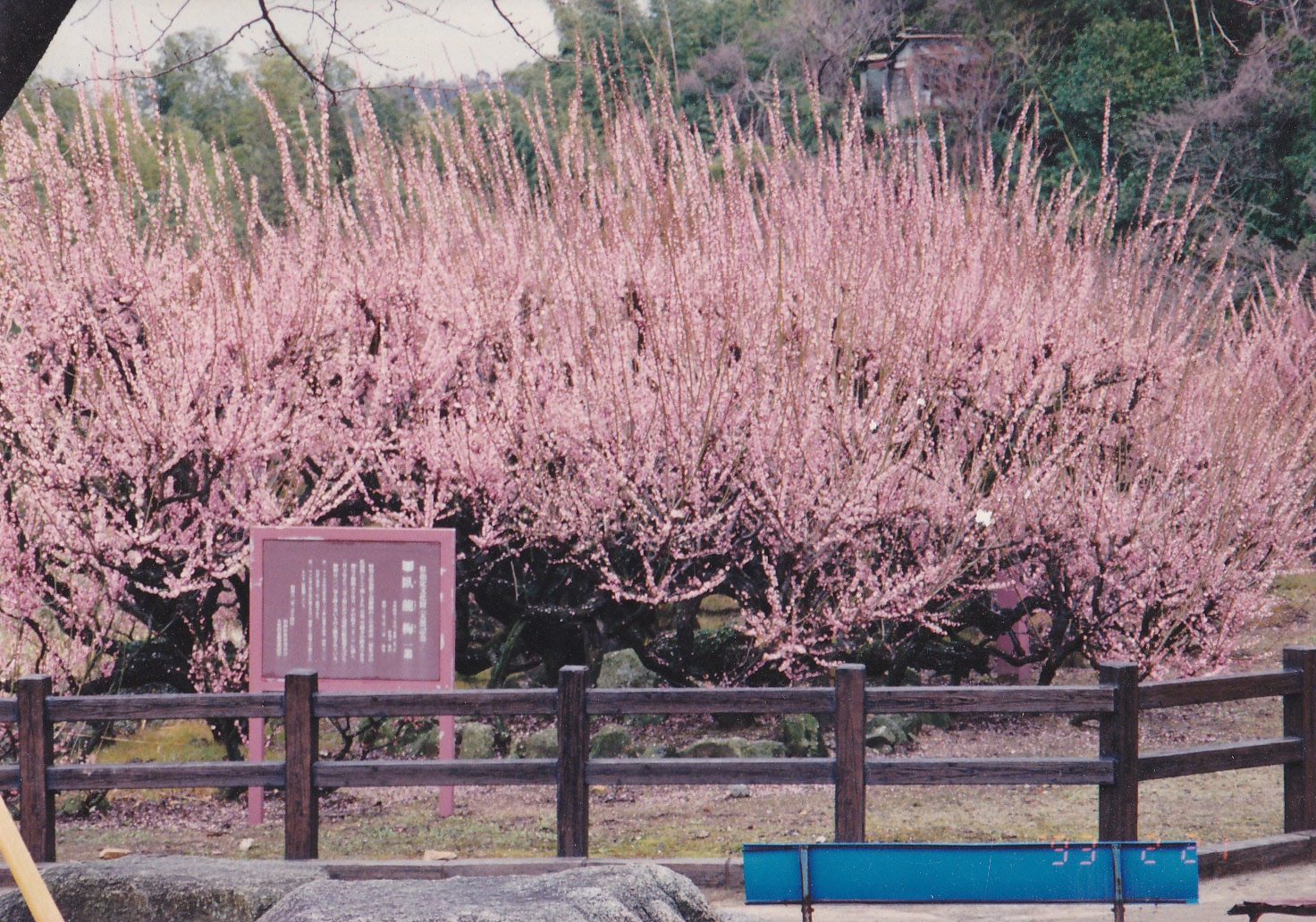 臥龍梅（福岡県指定天然記念物）