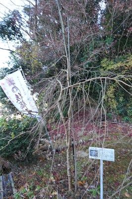 後藤又兵衛顕彰碑・又兵衛桜