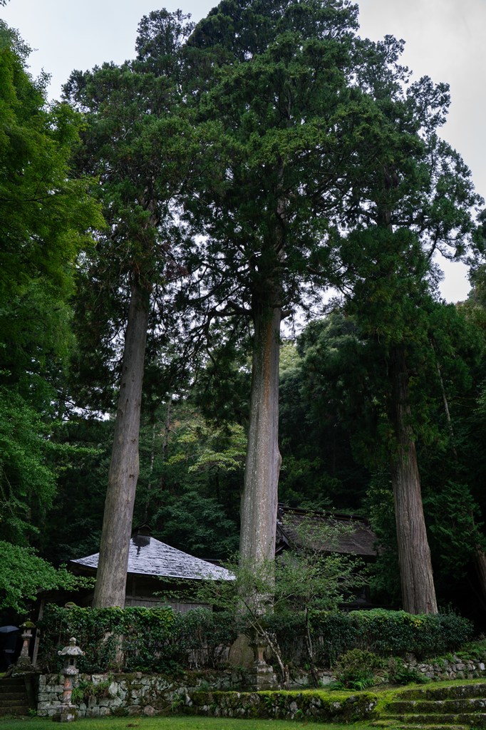 常行堂・摩陀羅神社・三本杉
