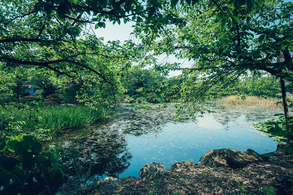 弁天堂・八功徳池（はっくどくいけ）