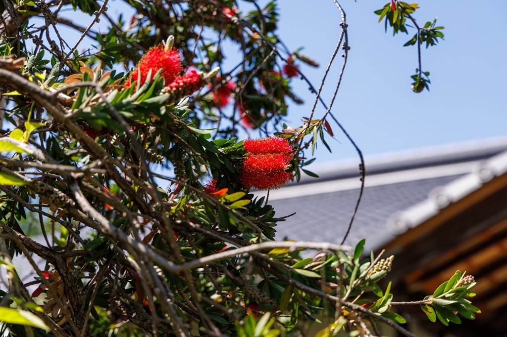 花の寺、元慶寺