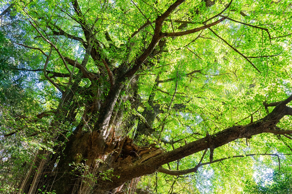 大銀杏・大槇（ともに美里町指定天然記念物）