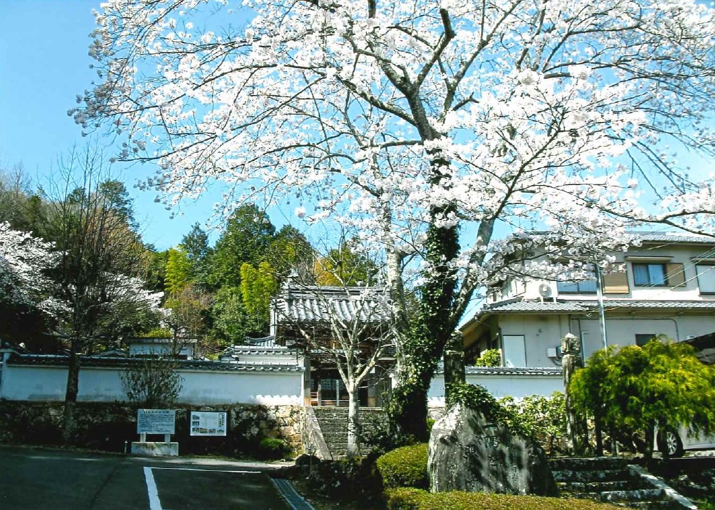 後藤又兵衛顕彰碑・又兵衛桜