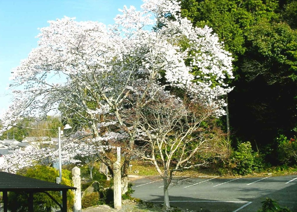 後藤又兵衛顕彰碑・又兵衛桜