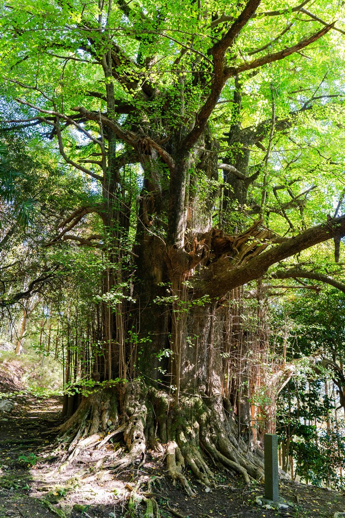 大銀杏・大槇（ともに美里町指定天然記念物）