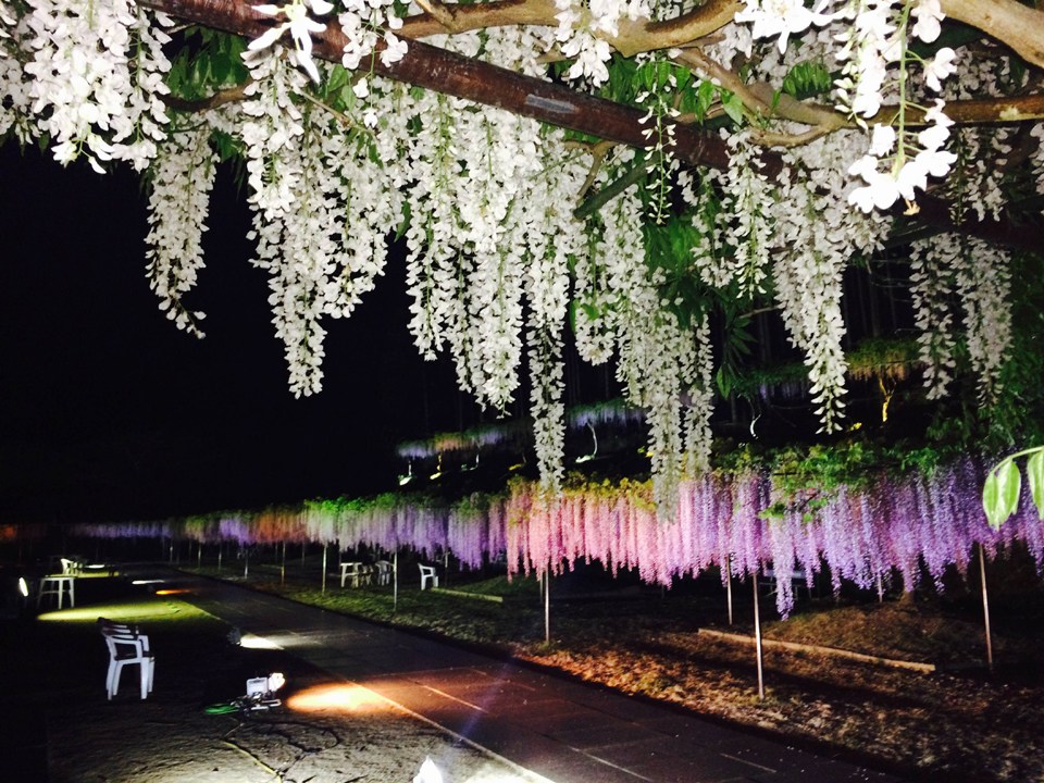 藤の花の名所・白毫寺