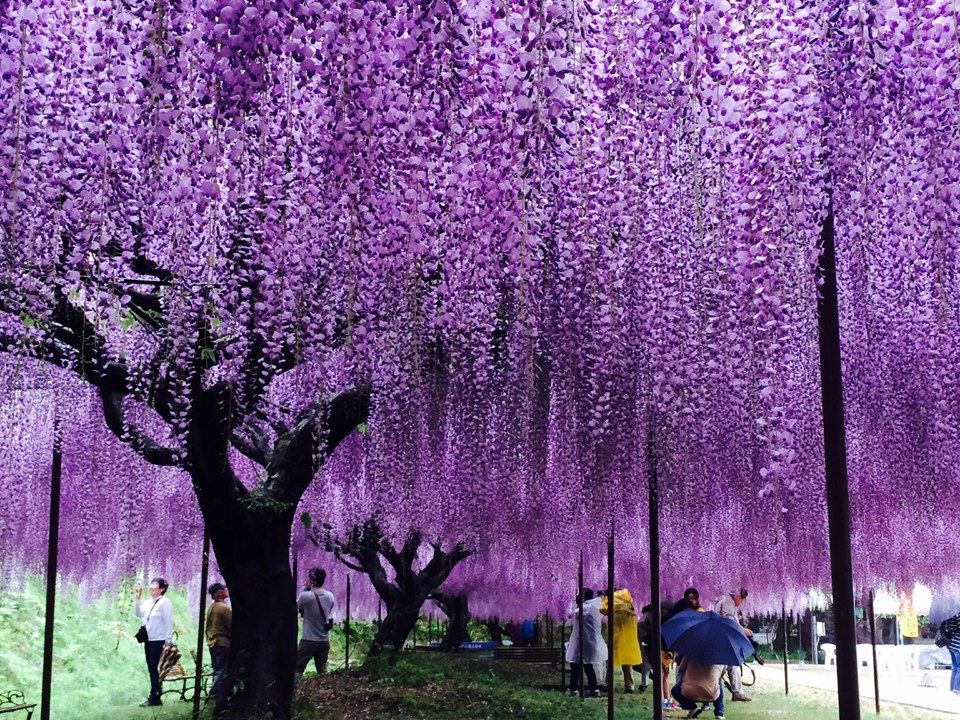 藤の花の名所・白毫寺