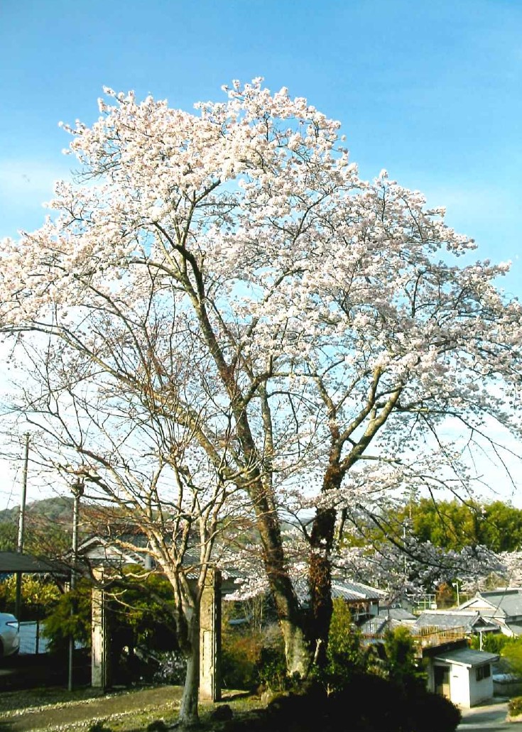 後藤又兵衛顕彰碑・又兵衛桜