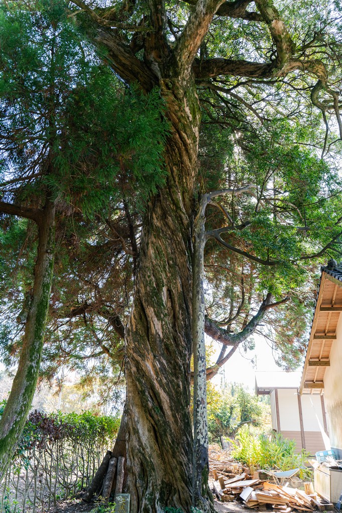 大銀杏・大槇（ともに美里町指定天然記念物）