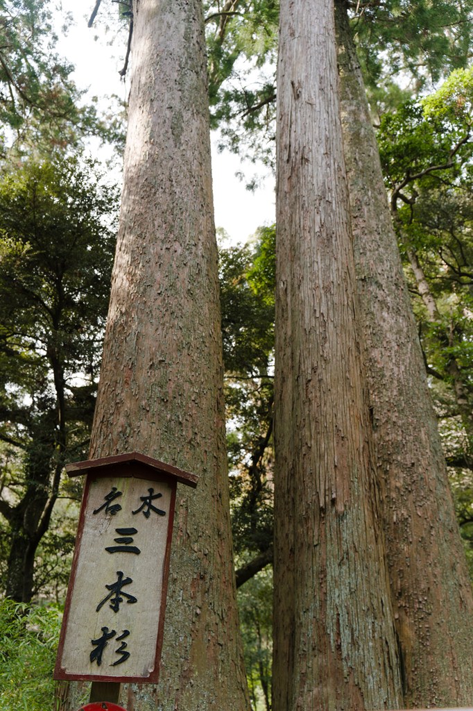 笠森寺自然林（国指定天然記念物）