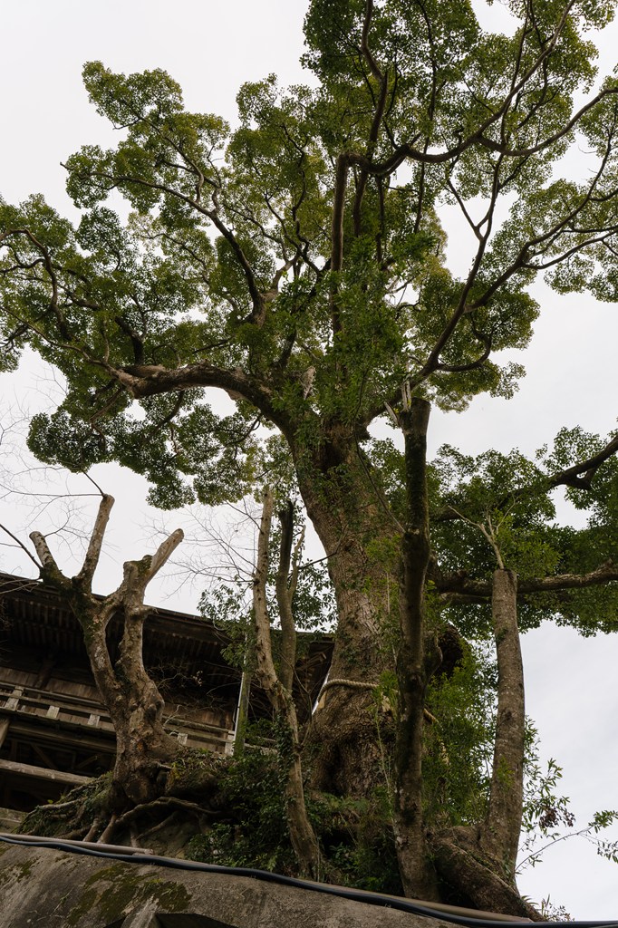 笠森寺自然林（国指定天然記念物）