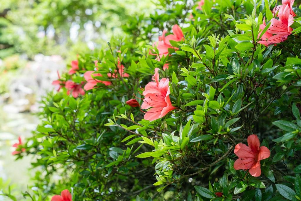 吉祥院の庭園