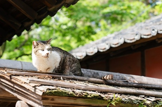 『猫寺』龍泉寺