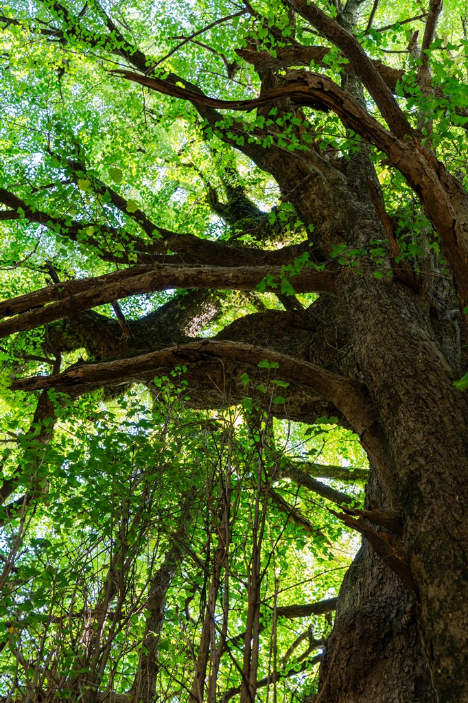 大銀杏・大槇（ともに美里町指定天然記念物）