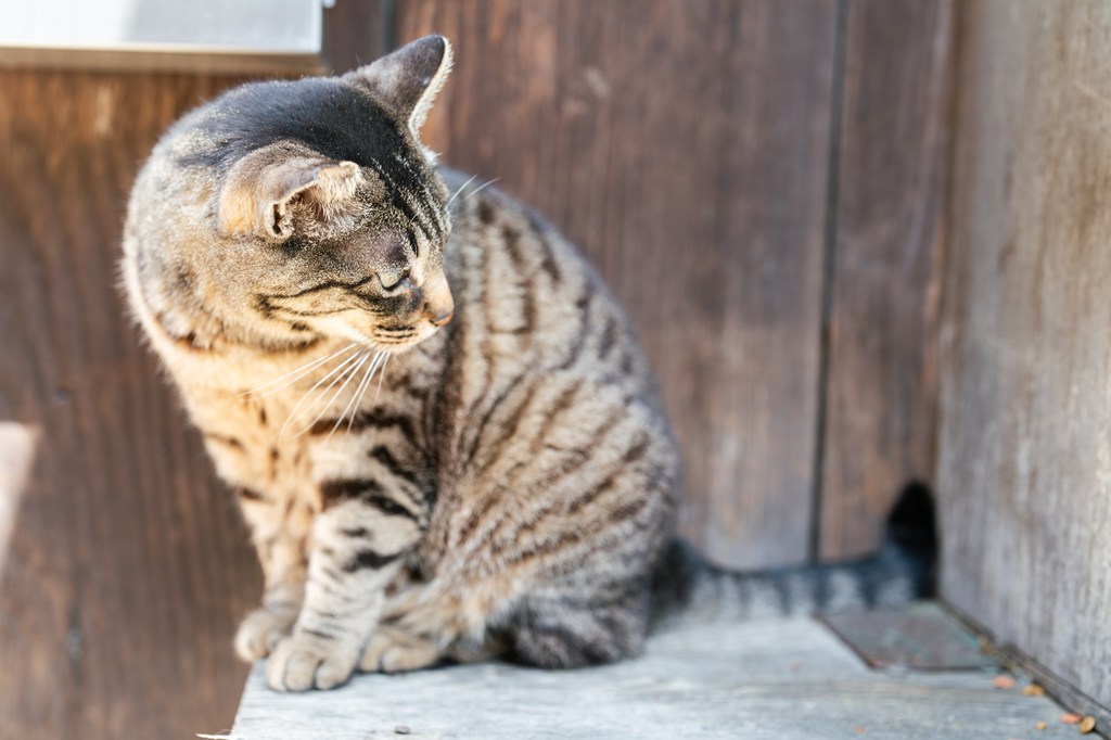 『猫寺』龍泉寺