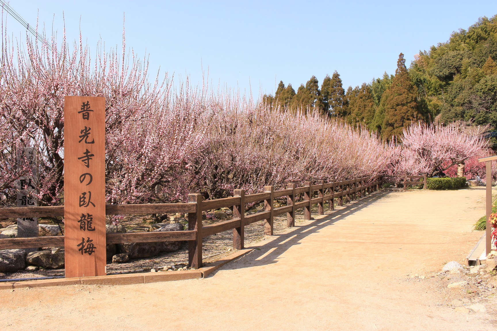 臥龍梅（福岡県指定天然記念物）