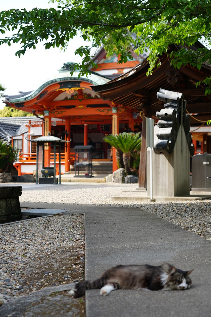 『猫寺』龍泉寺