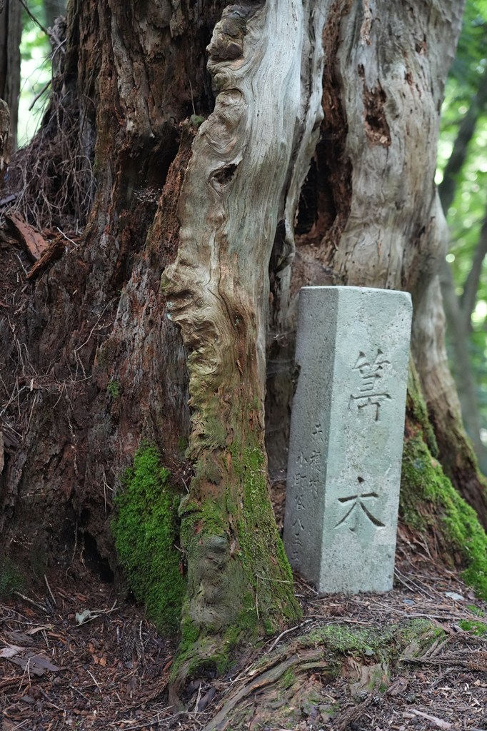 帚木（ははきぎ）